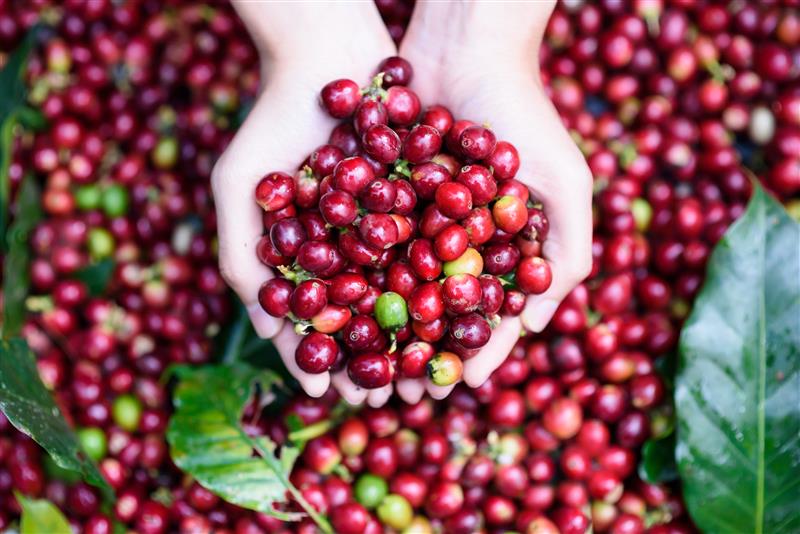 The Nourishing, Protective and (Yes!) Cleansing Power of Pure Coffee Fruit Concentrate